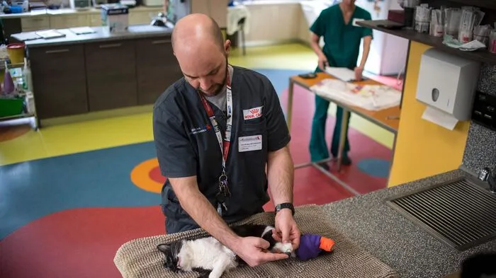 Tierarzt Vladislav Zlatinov hat in Sophia zwei Straßenkatzen operiert, die in Unfällen ihre Pfoten verloren haben: Pooh and Steven haben ihre neuen bionischen Pfoten dem Chirurgen zu verdanken...