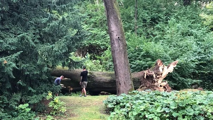 Erneut ist ein Baumriese im Grazer Stadtpark umgestürzt. "Er ist einfach umgefallen", schildert ein Zeuge.