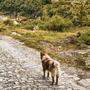 Mehrere Dutzend Hunde wurden misshandelt und getötet (Sujetbild)