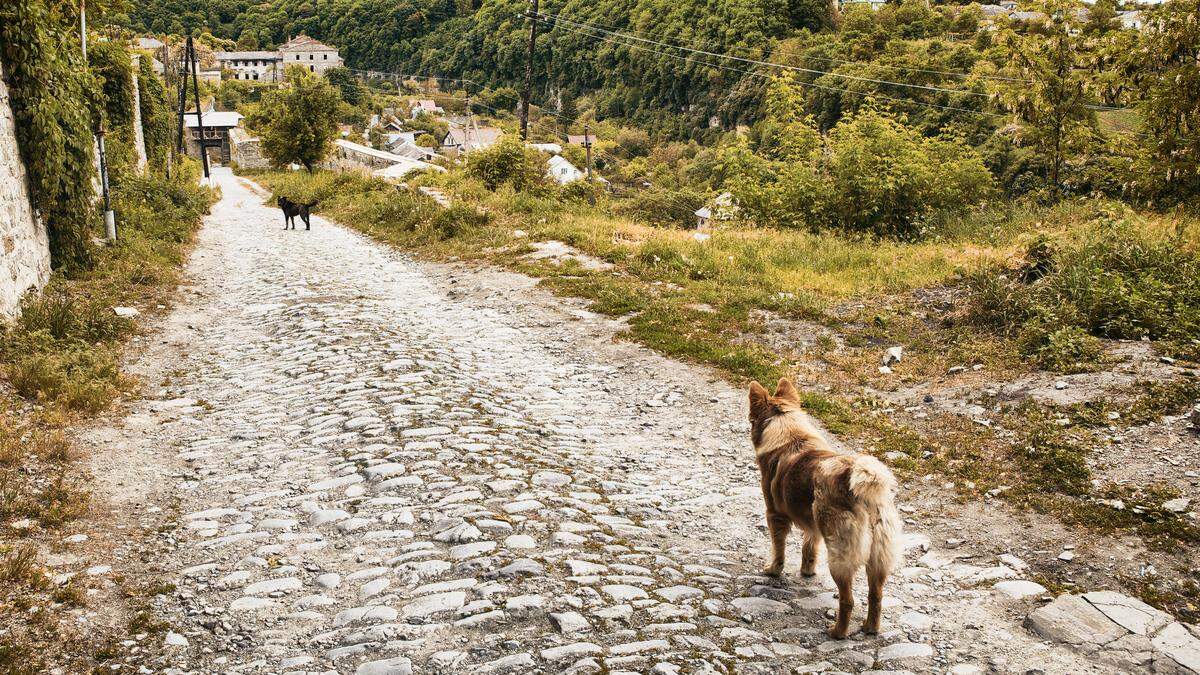 Mehrere Dutzend Hunde wurden misshandelt und getötet (Sujetbild)