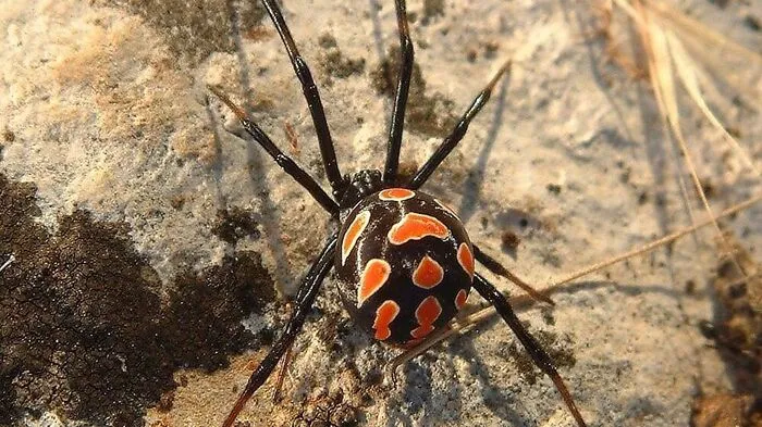 Die Europäische Schwarze Witwe oder Mediterrane Schwarze Witwe