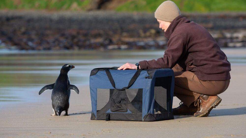 Der Penguin wurde an einem Strand von Phillip Island vor der Küste Victorias ausgewildert