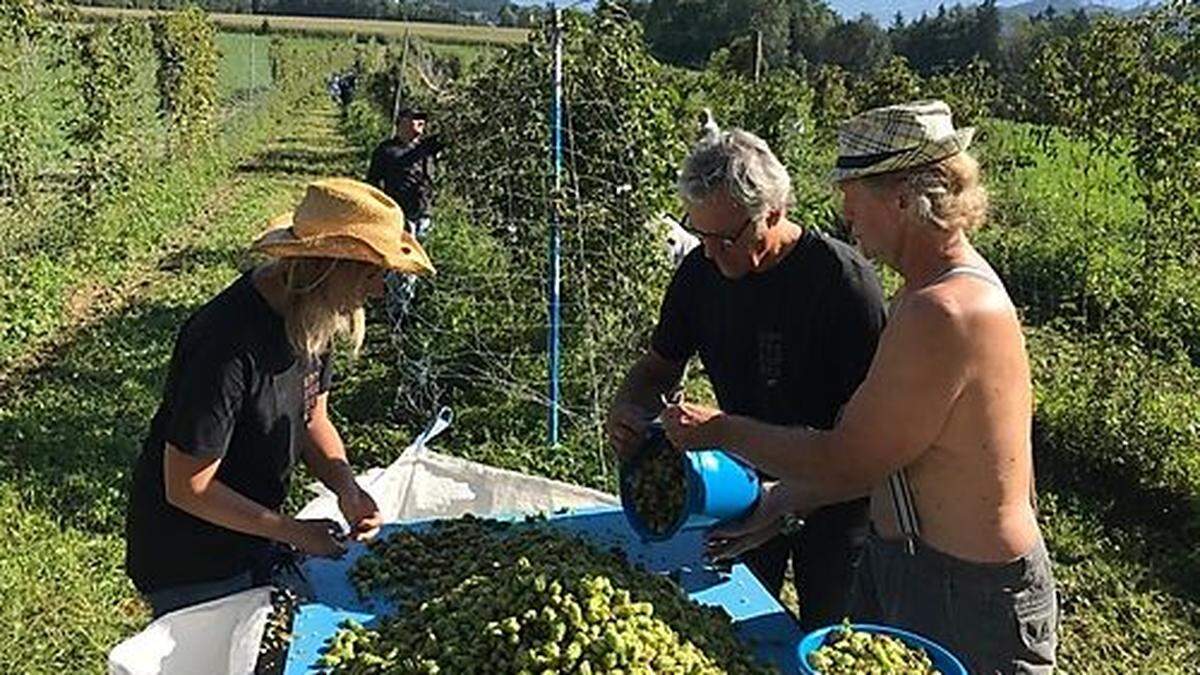 Am Freitag wird wieder Hopfen gezupft 