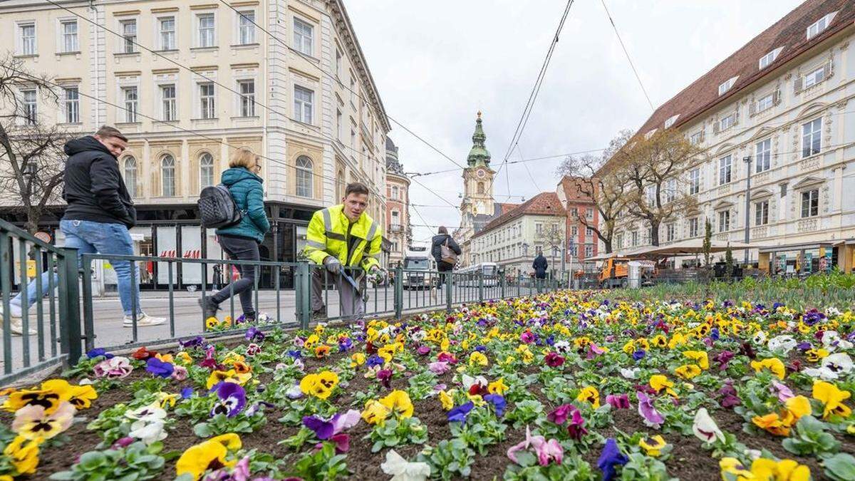 Blumen pflanzen am Eisernen Tor