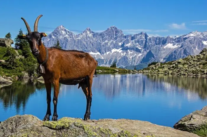 Tolles Bild vom Spiegelsee auf der Reiteralm.
