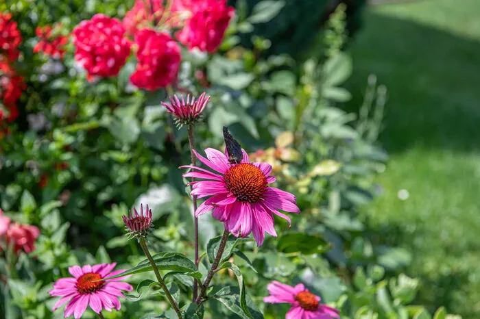 Der Landesblumenschmuckbewerb feiert heuer sein 60-jähriges Bestehen. Das Team um Renate Jausner-Zotter,Geschäftsführerin der Werbegemeinschaft der Blumenschmuck-Gärtner, plant bereits die Abschluss- und Preisveranstaltung am 5. September 2019 in der Stadthalle Graz. Bis dahin sind die Bewertungsergebnisse der Jury noch streng geheim.