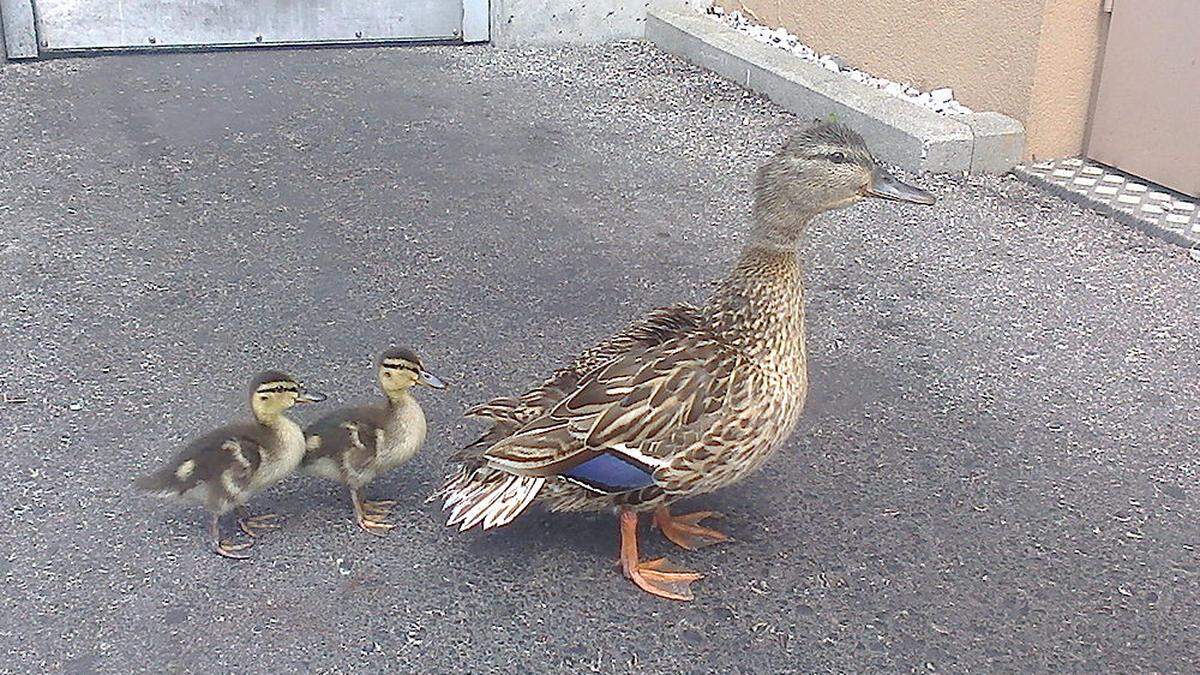 Diese kleine Familie konnte gerettet werden