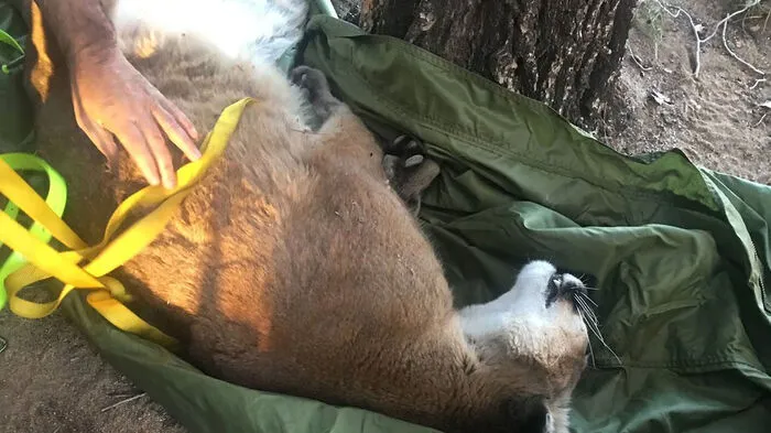Dass Feuerwehrleute mal eine Katze von einem Baum holen, ist fast schon Alltag. Doch in Kalifornien ging es jetzt eine Nummer größer zu - die Helfer retteten dort am Samstag einen Berglöwen. Das Tier saß auf etwa 15 Meter Höhe im Baum, berichtet die Feuerwehr San Bernardino bei Facebook.