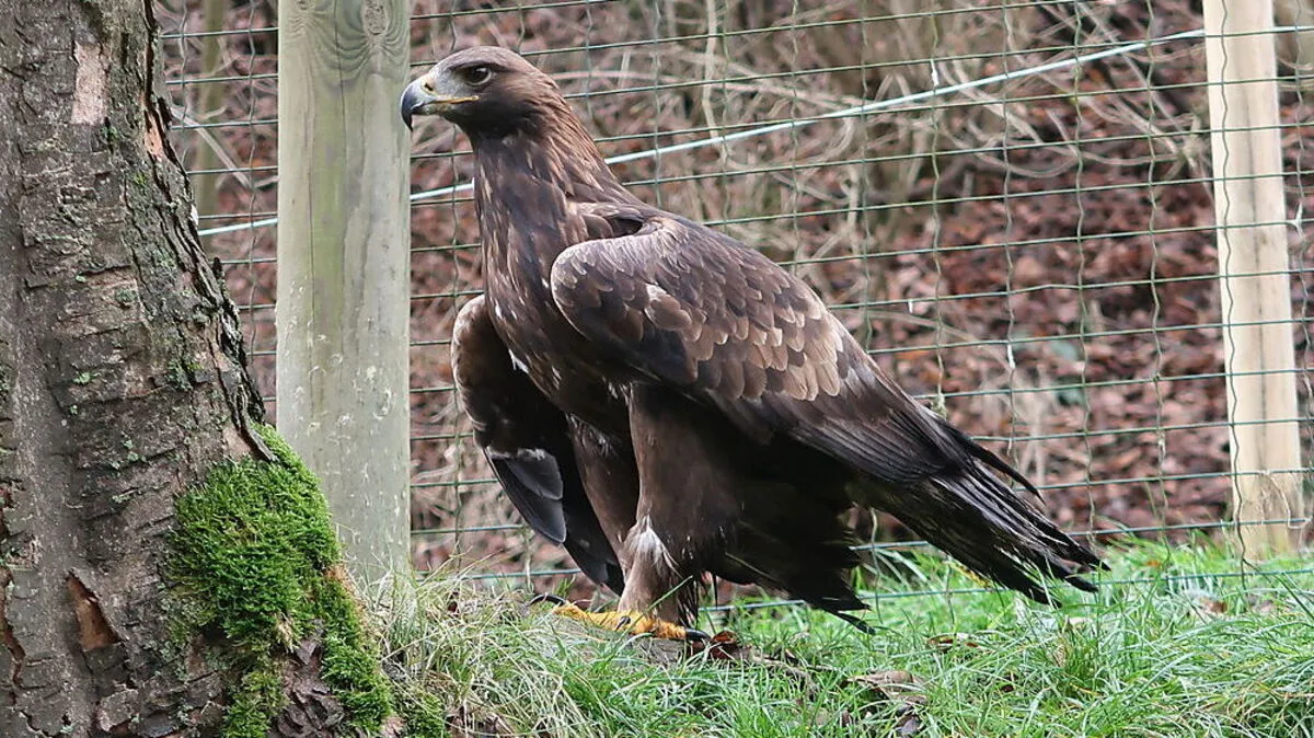 Der Steinadler zählt zur Ordnung der Greifvögel und hat eine Flügelspannweite von bis zu zwei Meter