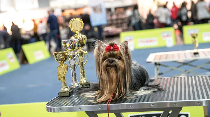 Am 9. und 10. März findet in Graz die Internationale Rassehundeschau statt. 2000 Hunde aus 23 Nationen sind dabei mit ihren Besitzern vertreten. Mehr Fotos...