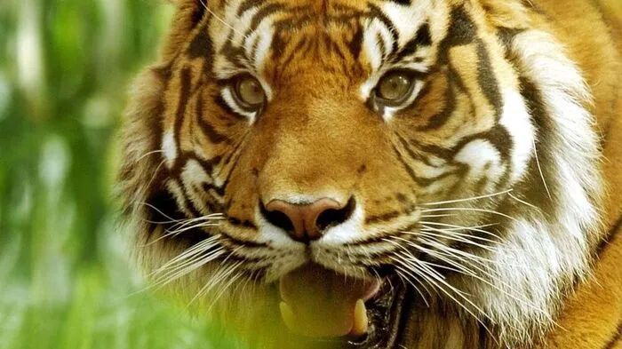 Sujetbild: Tiger tötete Tigerin im Londoner Zoo