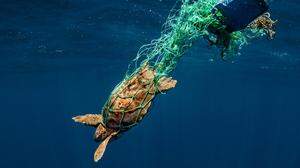 Die Plastikverschmutzung der Weltmeere bedroht die sensible Tierwelt