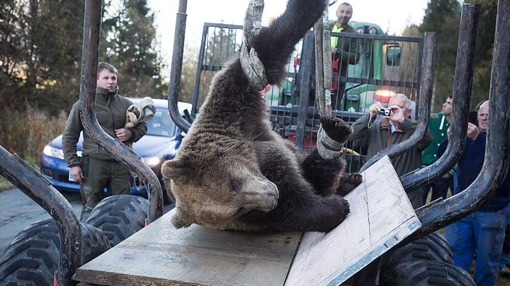 Der tote Bär beim Abtransport