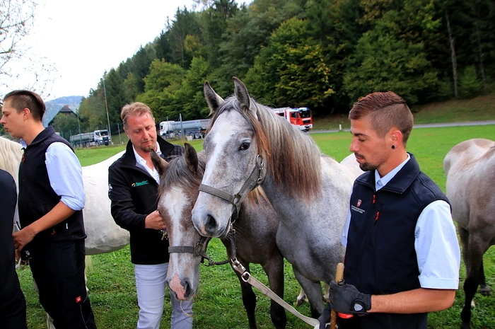 Bei der Fischerhütte Hamedinger legte der Tross eine Rast ein. Dort wartete Bürgermeister Viktor Schriebl mit einer Stärkung für die Mannschaft auf. Traditionell wurden die edlen Tiere wieder mit Blumensträußchen geschmückt, ehe Pfarrer Winfried Lembacher Menschen und Tiere segnete.
