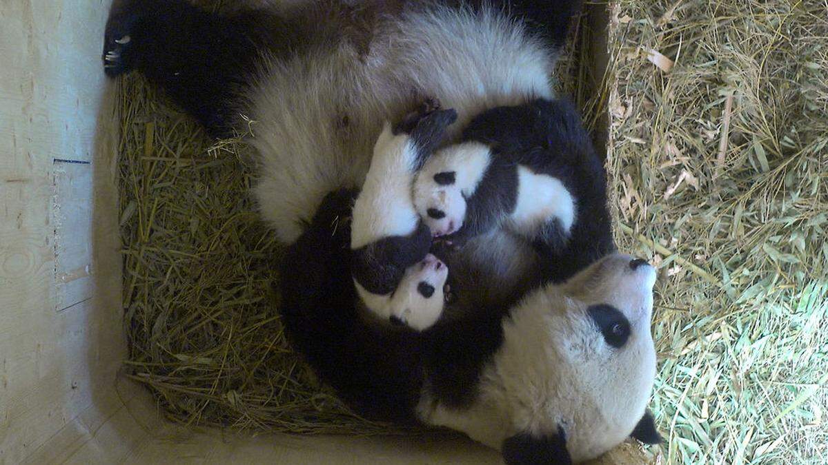 Kuscheln mit Mama-Panda