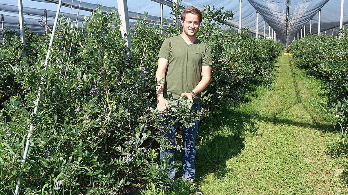 Beerenalarm in Straden: Armin Lenz gewährt Einblick in den Anbau von Bio-Heidelbeere und Co.