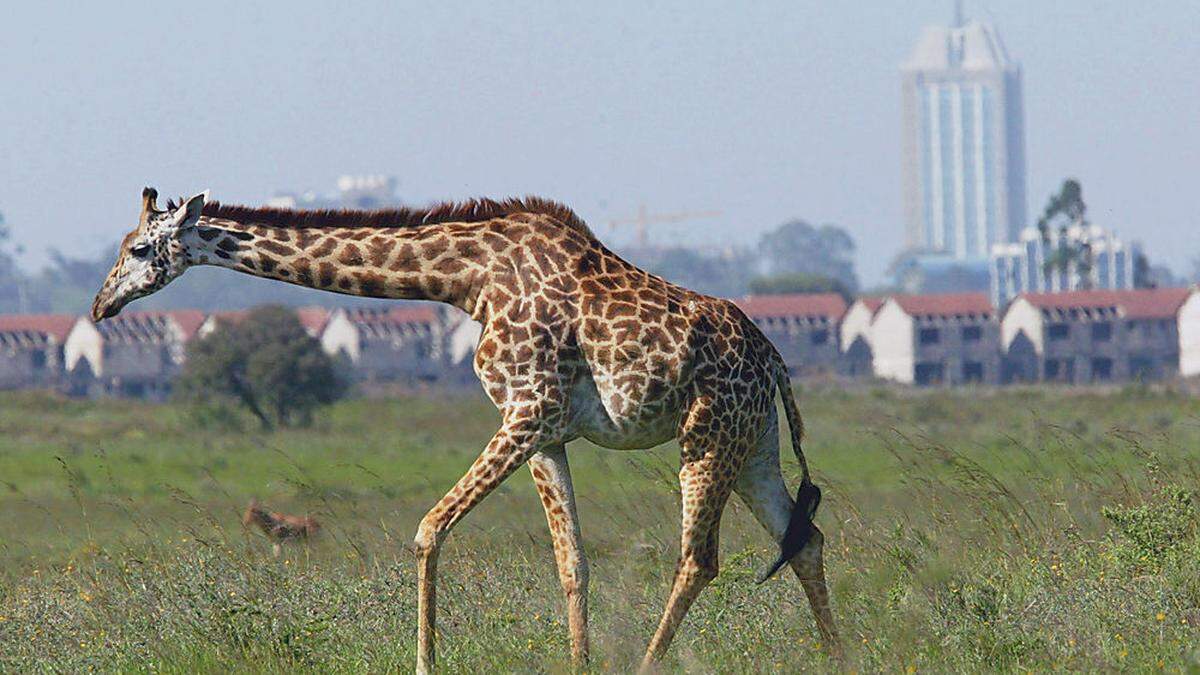 Nationalpark nahe Nairobi: Natur und Großstadt liegen nahe beeinander