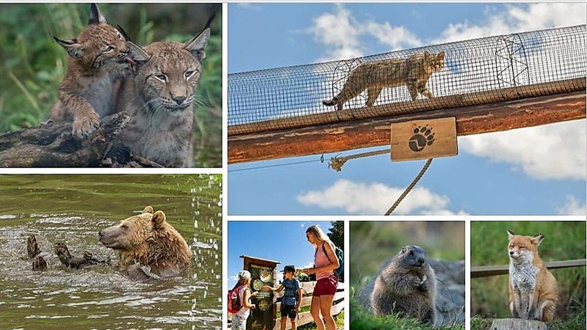 Die Tierwelt am Wilden Berg in Mautern fasziniert viele Besucher, die hoch über Mautern auch den neuen Catwalk der Wildkatzen in sechs Metern Höhe begeistert aufgenommen haben  