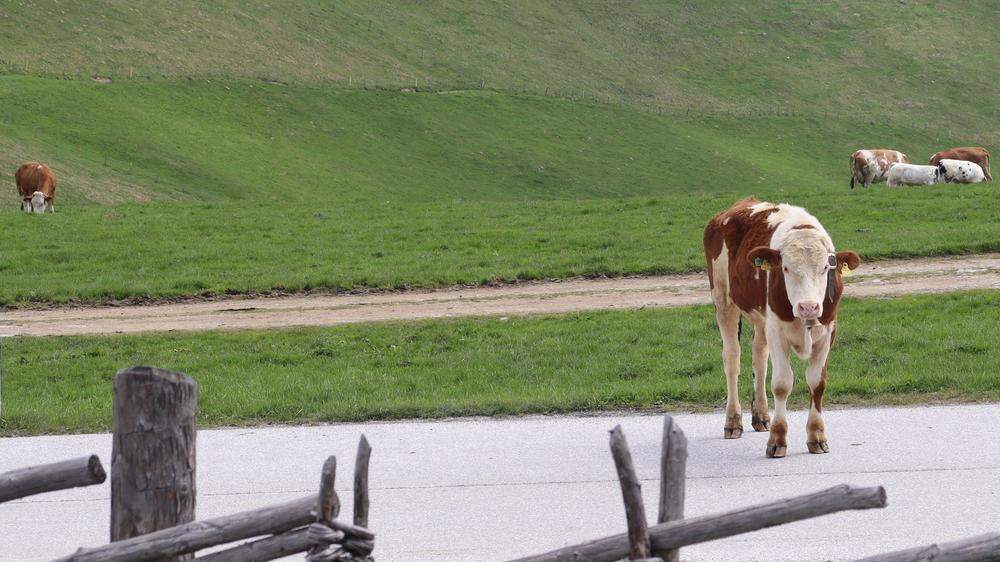 Schon im Mai haben einige Almbauern ihre Rinder auf die Sommeralm getrieben