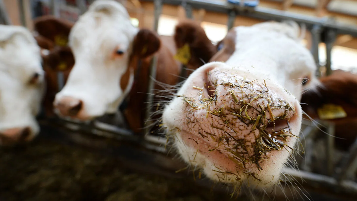 Die Kuh traf die Frau am Kopf (Symbolfoto)