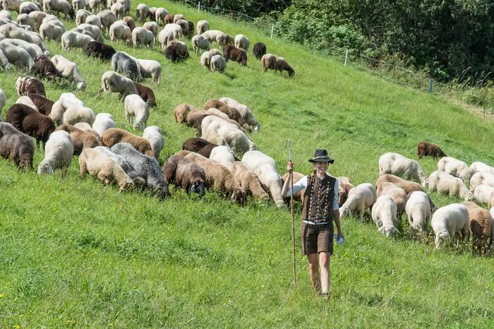 Schäferin Evelyn Zarfl traf mit ihrer Herde im Festgelände ein