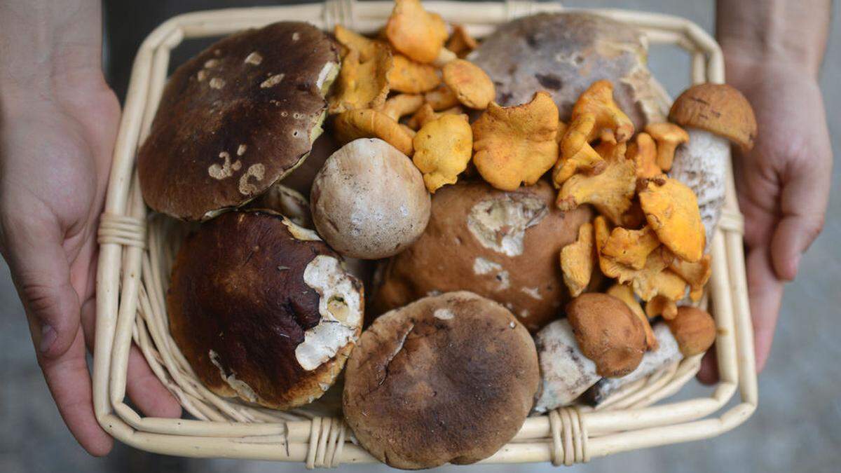 28 Kilo Pilze sammelten zwei Italiener am Kraigerberg (Symbolbild)
