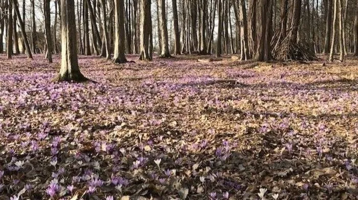 Die ersten Krokuse kündigen den Frühling an