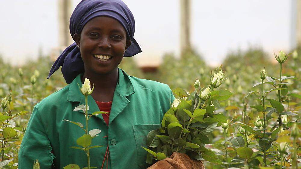 Fair gezüchtete Rosen werden am Weltfrauentag (8. März) in Spittal verteilt