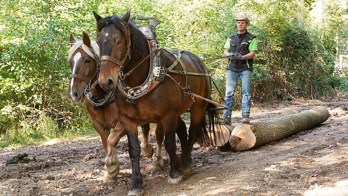 Mit Holzrücken bringt man gefällte Bäume schonend aus dem Wald, sagt Johannes Stippich 	