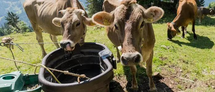 Ob die restlichen Kühe noch den ganzen Sommer über auf der Kletschachalm bleiben können, ist unklar
