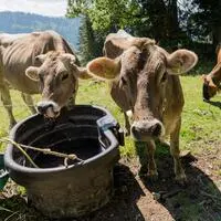 Ob die restlichen Kühe noch den ganzen Sommer über auf der Kletschachalm bleiben können, ist unklar