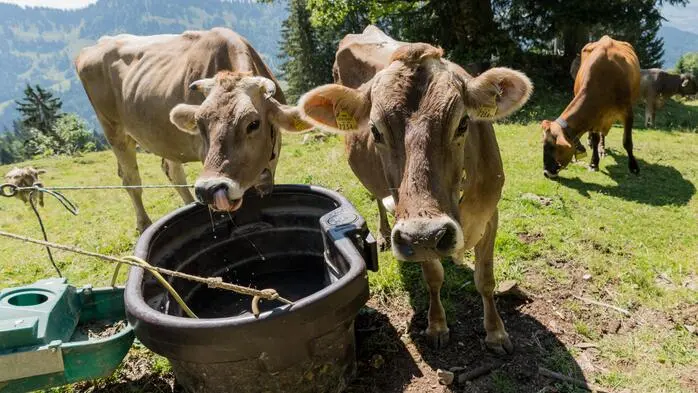 Ob die restlichen Kühe noch den ganzen Sommer über auf der Kletschachalm bleiben können, ist unklar