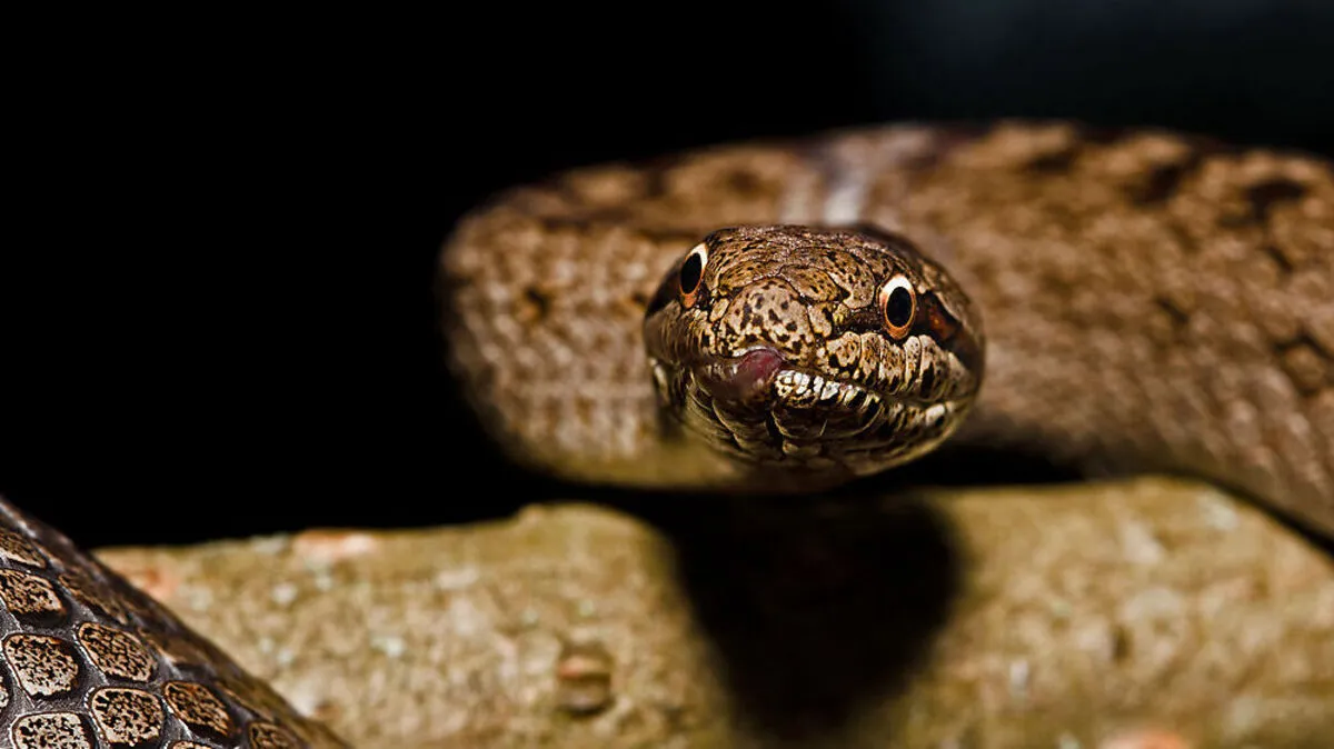 Welche Schlange im Flugzeug gefunden wurde ist unklar - eine Schlingnatter wie diese, gibt es zumindest auch in Skandinavien