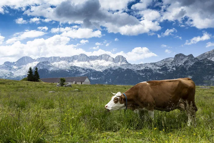 Von den Almen, die den Milchkühen bis heute das reichhaltige Futter liefern, trat der Montasio DOP seinen Siegeszug in der friaulischen Tiefebene an