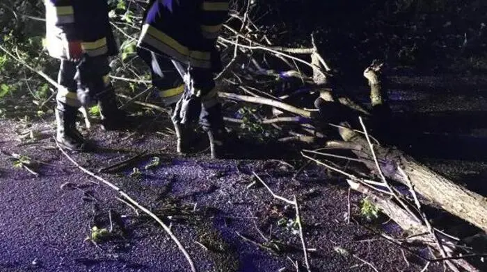 In Hitzendorf lag bei der Piuskapelle Holzberg ein Baum auf der Straße. Die FF rückte noch vor vier Uhr früh aus, um ihn zu beseitigen - und musste beim Einrücken noch einen weiteren umgestürzten Baum entfernen.