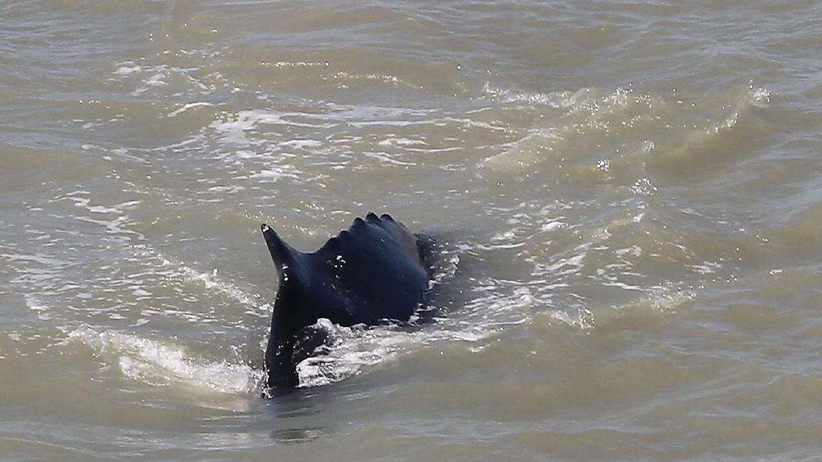 Mehrere Buckelwale haben sich auf ihrem Weg in die Antarktis in einen australischen Fluss verirrt