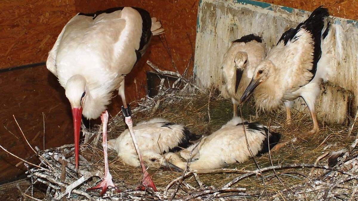 In der Region gab es heuer ein durchschnittliches Storchenjahr