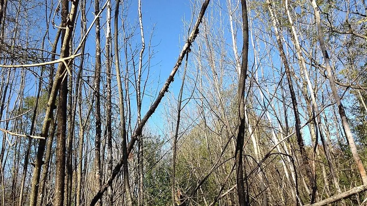 Stark befallener Eschen-Bestand des Waldes der Stadt Villach im Bereich Fellach