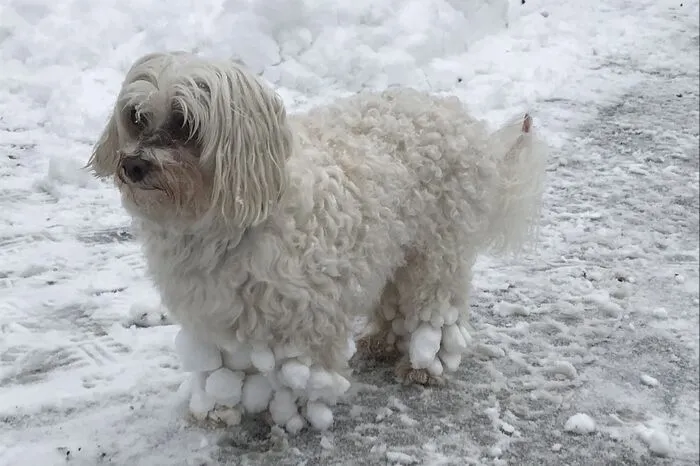 Und auch dieser Vierbeiner genoss so lange ein "Bad" in der weißen Winterpracht, bis er dicke Schneebällchen in seinem Fell hatte.