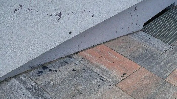Zuerst wurde angenommen, dass es sich um Flecken von Schwarzbeeren handelt