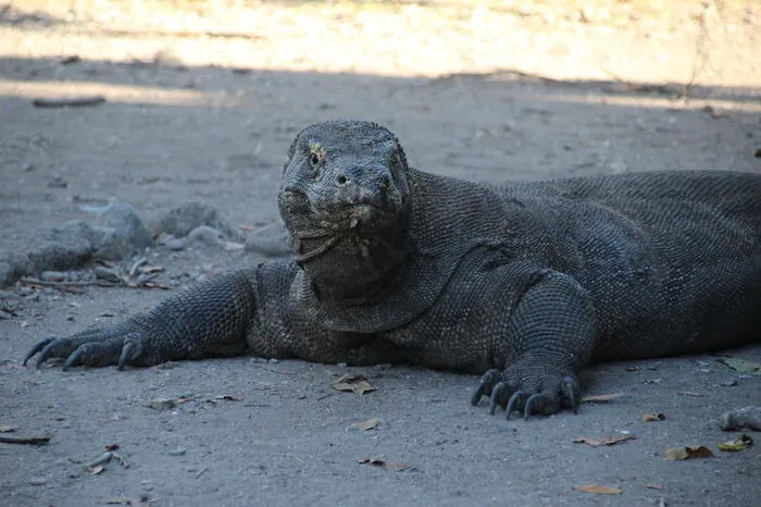 Die unumstrittenen Könige des Nationalparks sind die vom Aussterben bedrohten Komododrachen