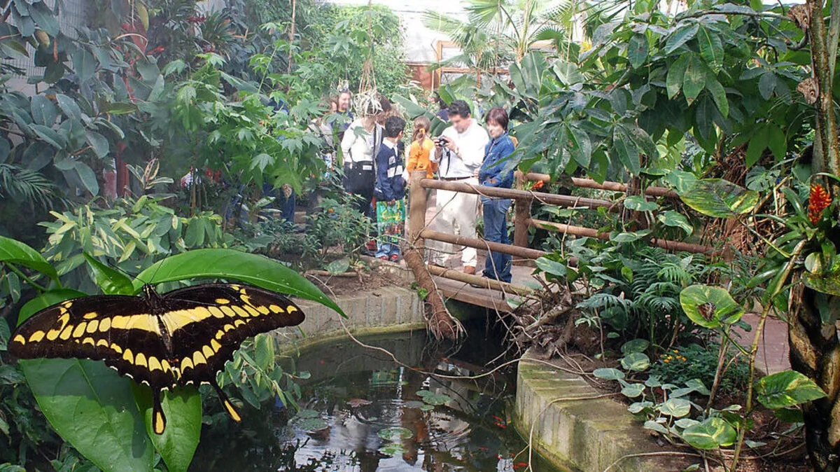 Im Casa delle Farfalle fliegen viele Schmetterlinge