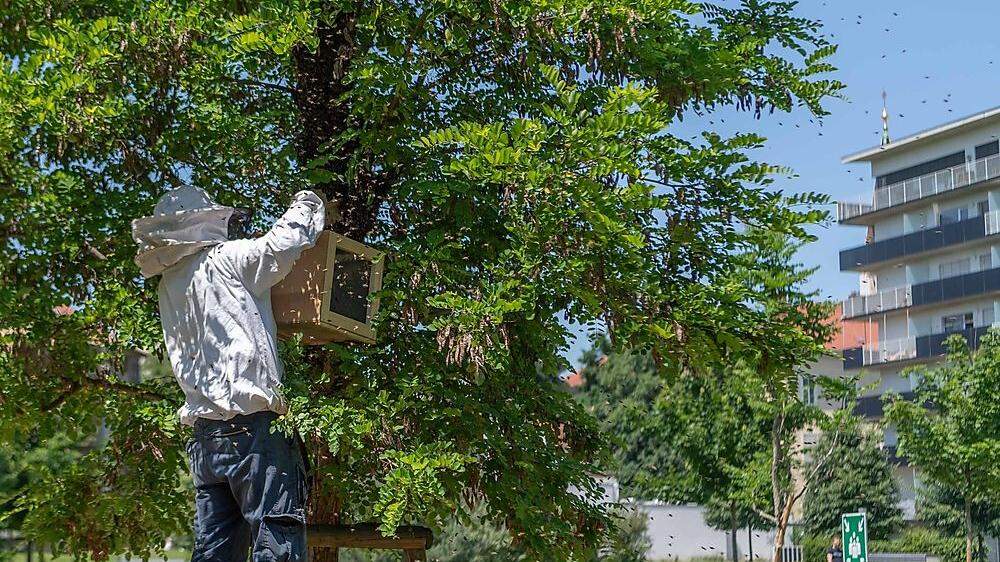 Andreas Poscharnik hatte in den letzten Wochen in Graz rund 25 Einsätze mit schwärmenden Bienenvölkern