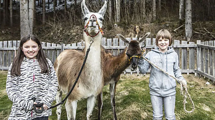 Der Lamahof Marbauer lädt im April zum Ostermarkt