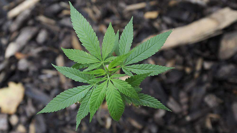 Die Polizei beschlagnahmte die Cannabispflanzen (Symbolfoto)