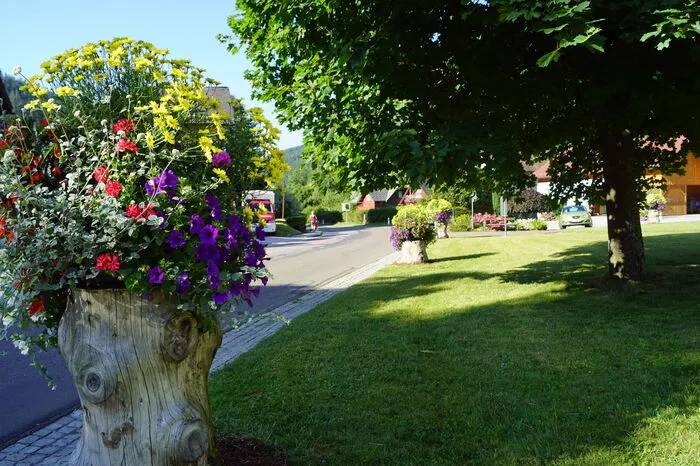 Fünf Floras