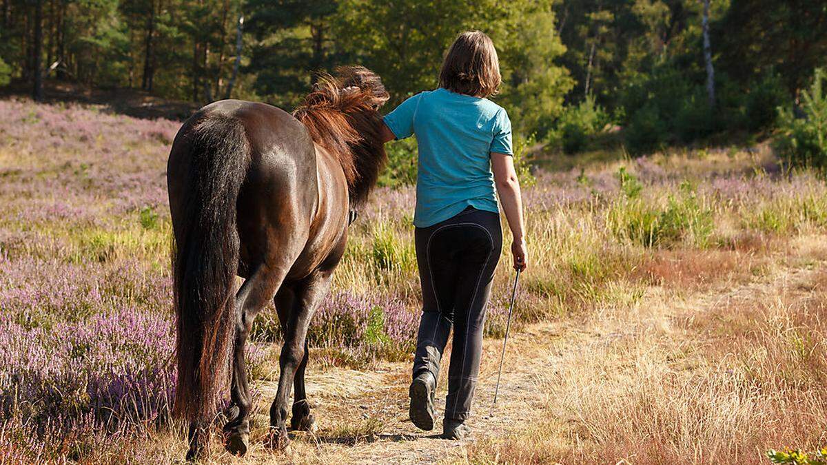 Ein Pferd muss laut Tierhalteverordnung mehrmals wöchentlich ausreichend bewegt werden