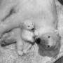 Drei Monate alt und schon flott unterwegs: Das Eisbären-Jungtier hat schon die Neugierde gepackt und erkundet mit seiner Mutter die Innenräume der Eisbärenwel