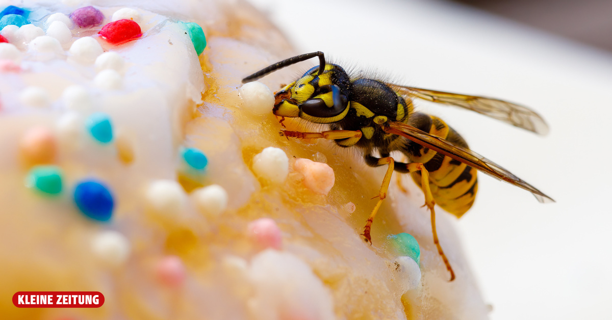Allergiker aufgepasst: Wespensaison steuert auf Höhepunkt zu