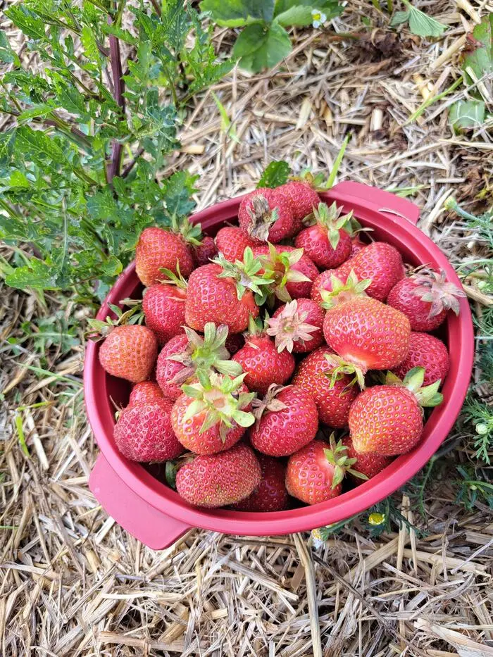 Frisch gepflückte Erdbeeren erfreuen sich großer Beliebtheit